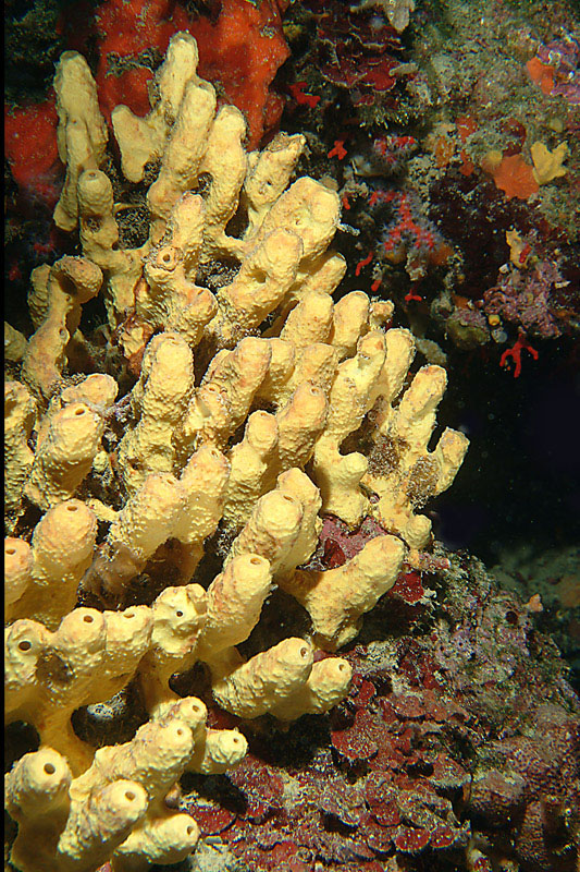 Tedania anhelans (Lieberkun, 1859) e Aplysina cavernicola